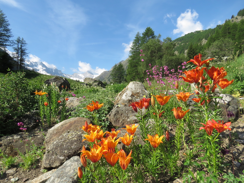 Natura 2017-06-17 Giardino Botanico Alpino Paradisia - Foto Stefania Tron25