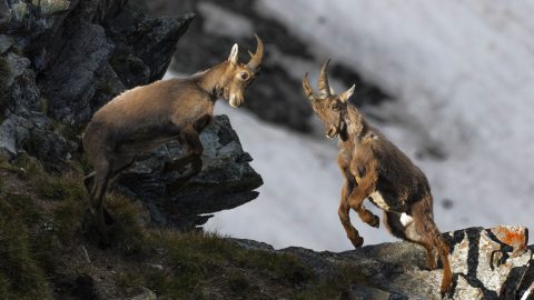 Concorso fotografico - Gran Paradiso Oltre la Natura